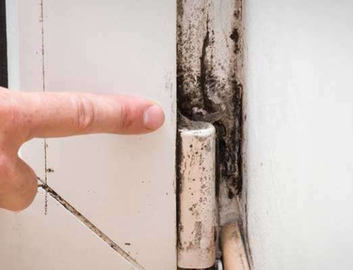 The 5 Steps Restoration Companies Use For Mold Removal