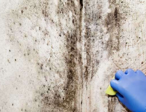 Different Types of Mold